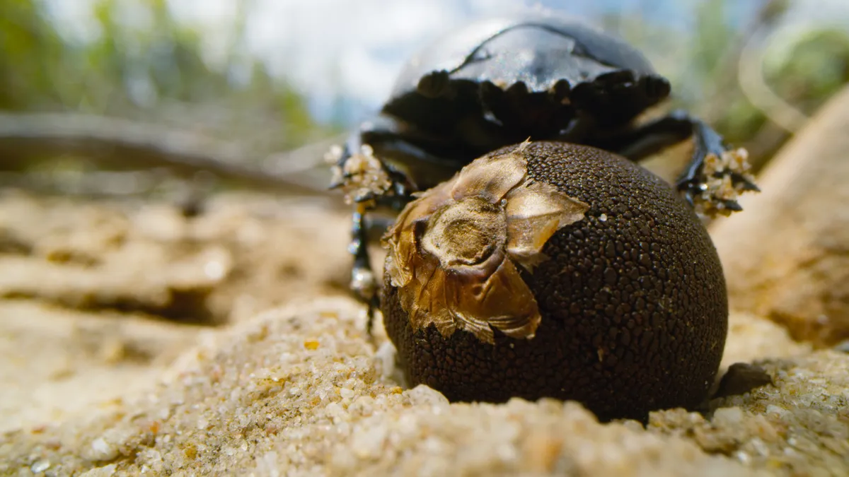A dung beetle rolling a seed, which looks like dung.