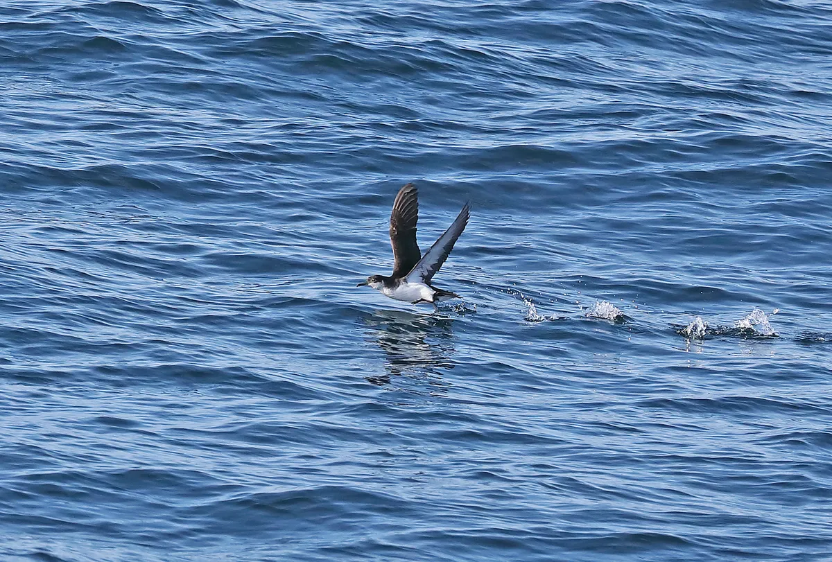 Manx Shearwater (Puffinus puffinus) adult taking off from the sea off coast at Britany, France May (Manx Shearwater (Puffinus puffinus) adult taking off from the sea