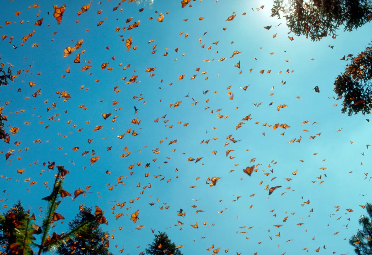 Monarch Butterflies Against Blue Sky