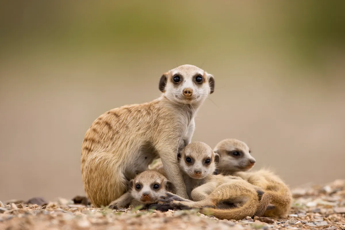 Meerkat family of adult with three pups sheltering under here in desert environment