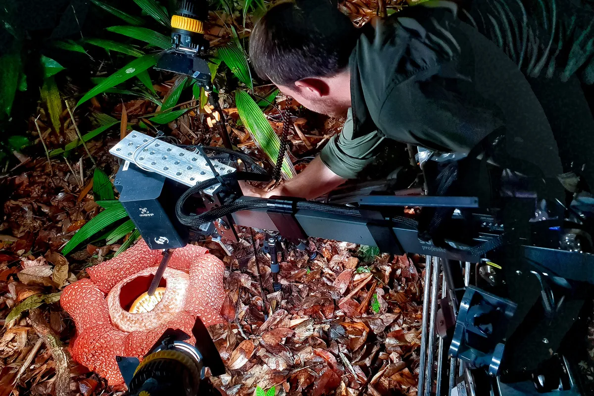 Triffid camera on the set of Green Planet being lowered into the corpse flower Rafflesia
