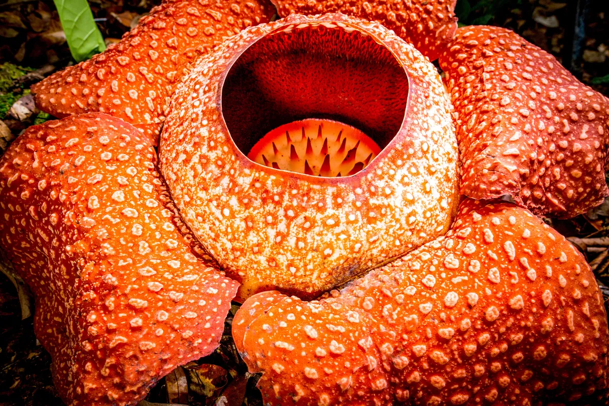The orange warty flowers of the Rafflesia or corpse flower