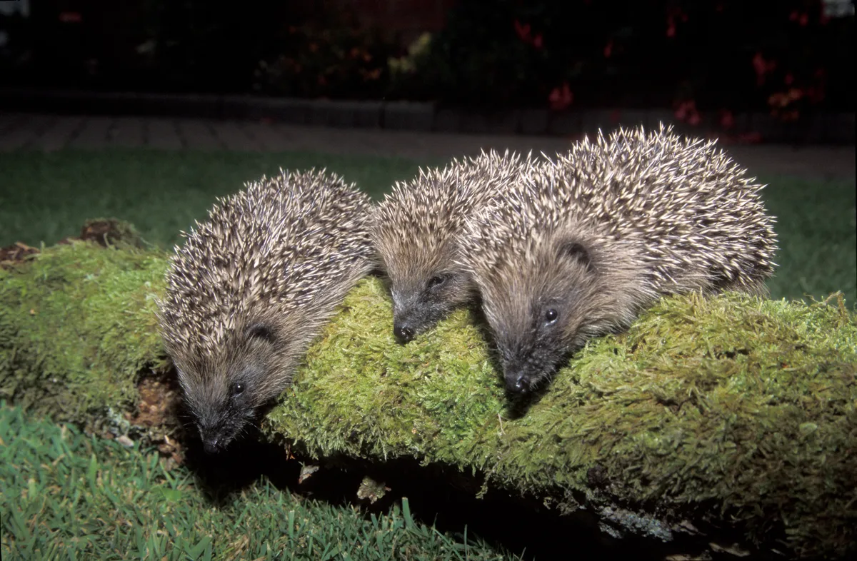Three hedgehogs on a moss-covered log, photographed at night.