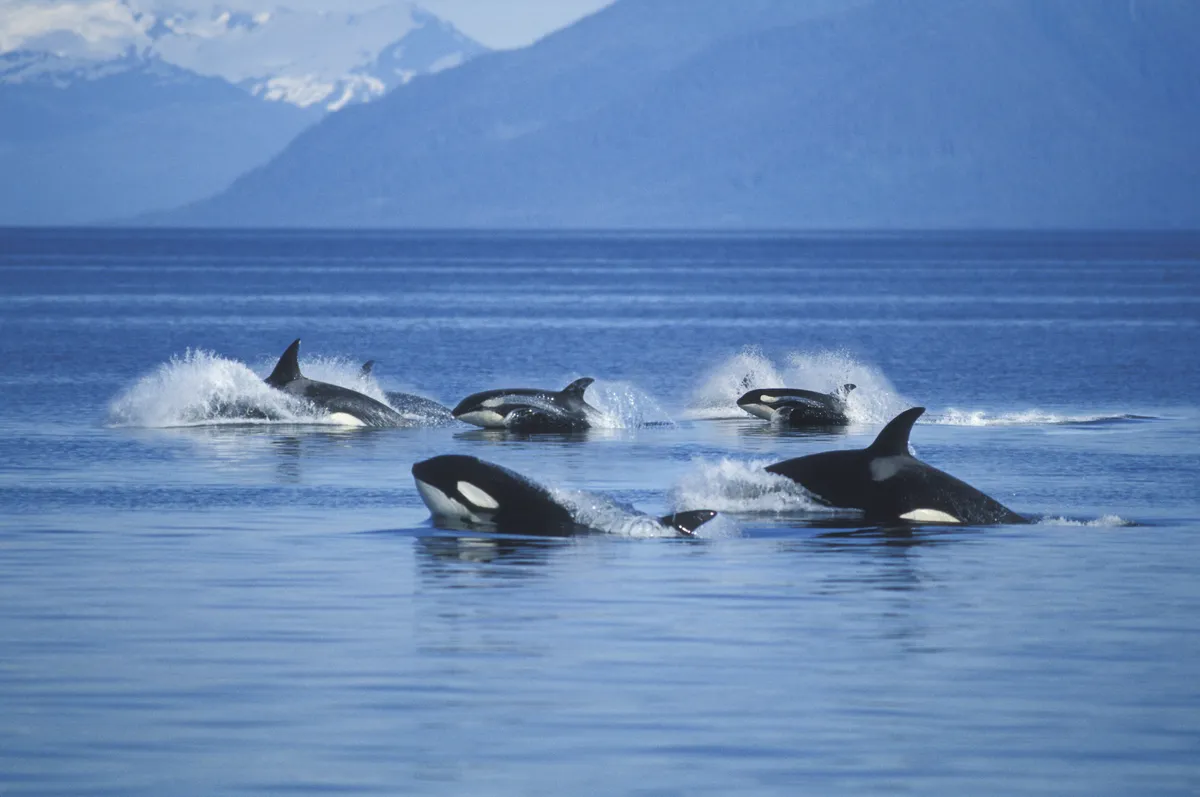 Pod of orcas breaching the surface of the water as they swim, with mountains in the background.