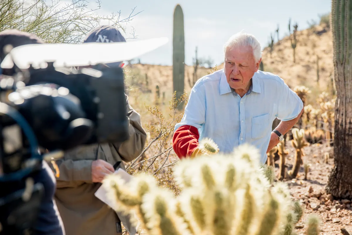 Sir David experiences first-hand the spines of the cholla cactus, Sonoran Desert, Arizona