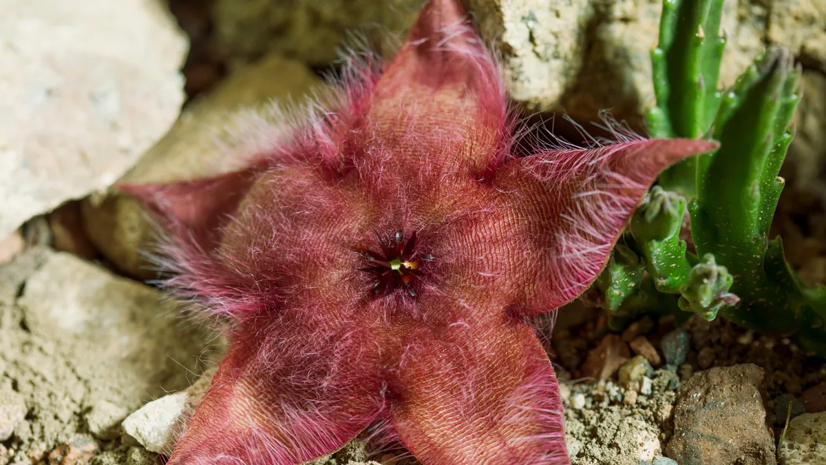 A red flower with five petals, which looks like a starfish, on a desert floor.