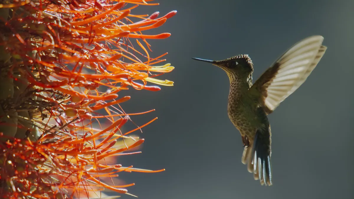 A hummingbird hovering in front of some orange-red flowers.