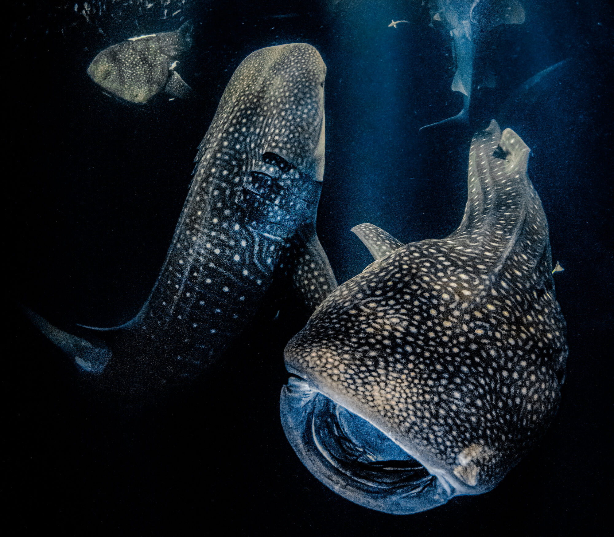 PHOTOS: National Aquarium celebrates its 35th anniversary