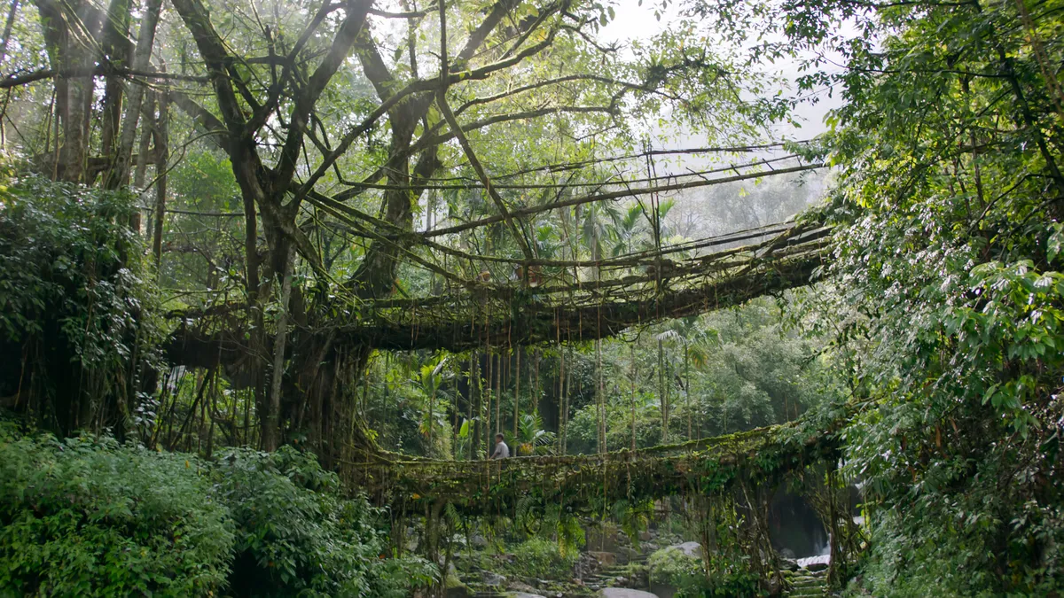 Two living root bridges, formed by training the roots of a living fig tree to grow across a ravine and anchor into the opposite bank. Meghalaya, India