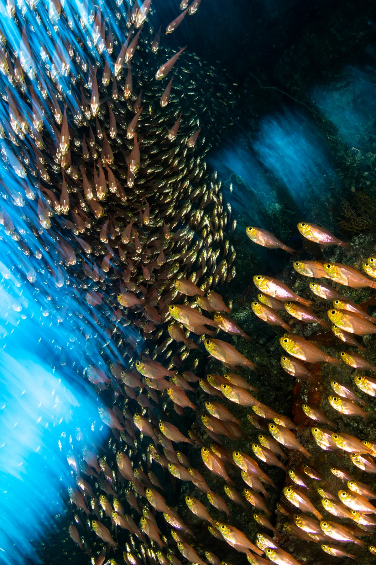 Glassfish Synchronicity. © Catherine Holmes/UPY 2022