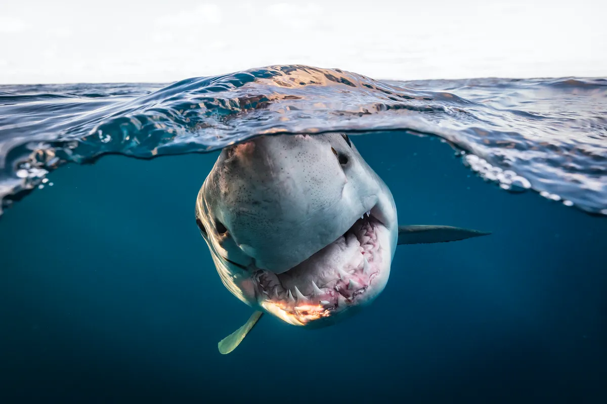 Great white shark photo