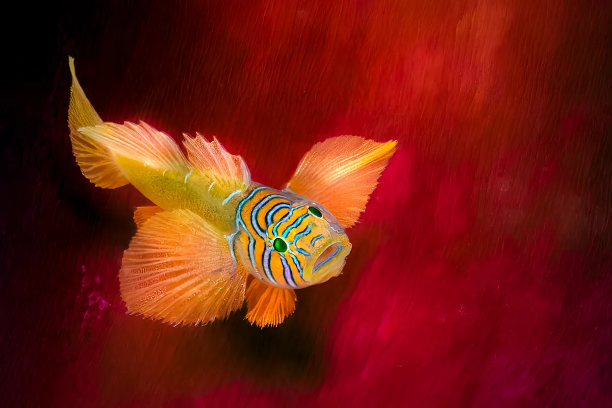 Beauty on a red anemone skirt. © Yazid El Shaari/UPY 2022