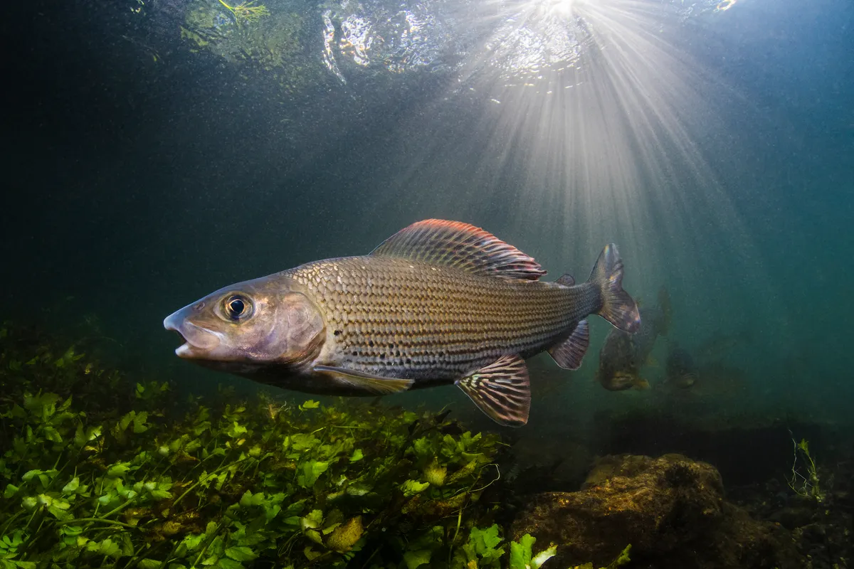 Grayling in summer sunlight. © Paul Colley/UPY 2022