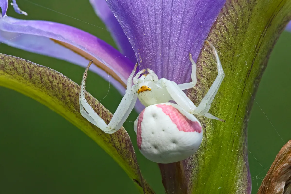 A crab spider on blue flag iris