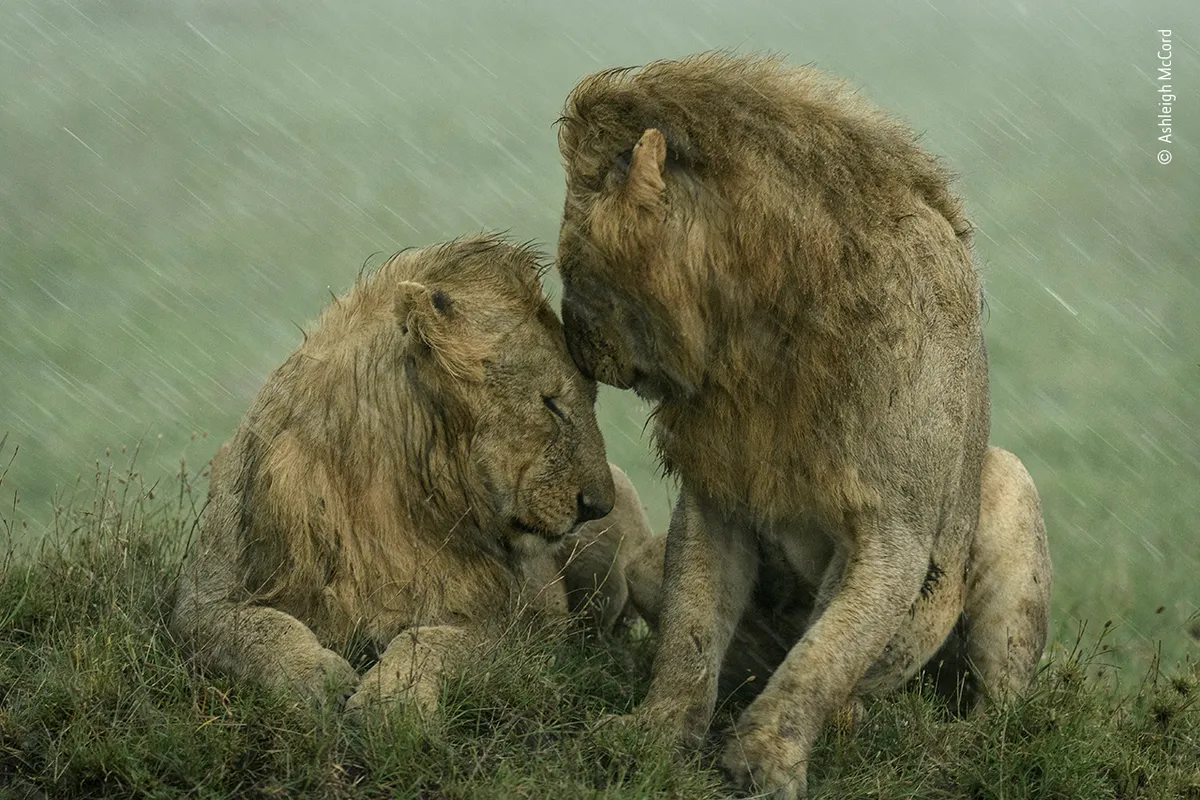 Two male lions (one lying down, one sat down), face each other, with the rain falling on and around them.