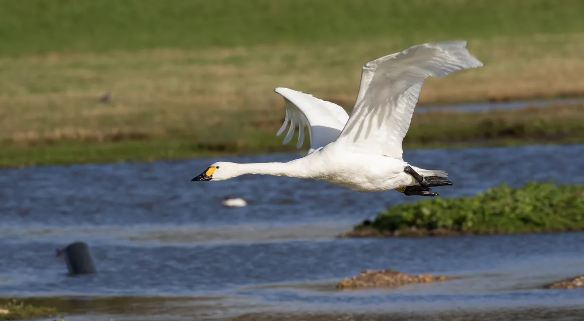 A Bewick's swan in flight over a lake.