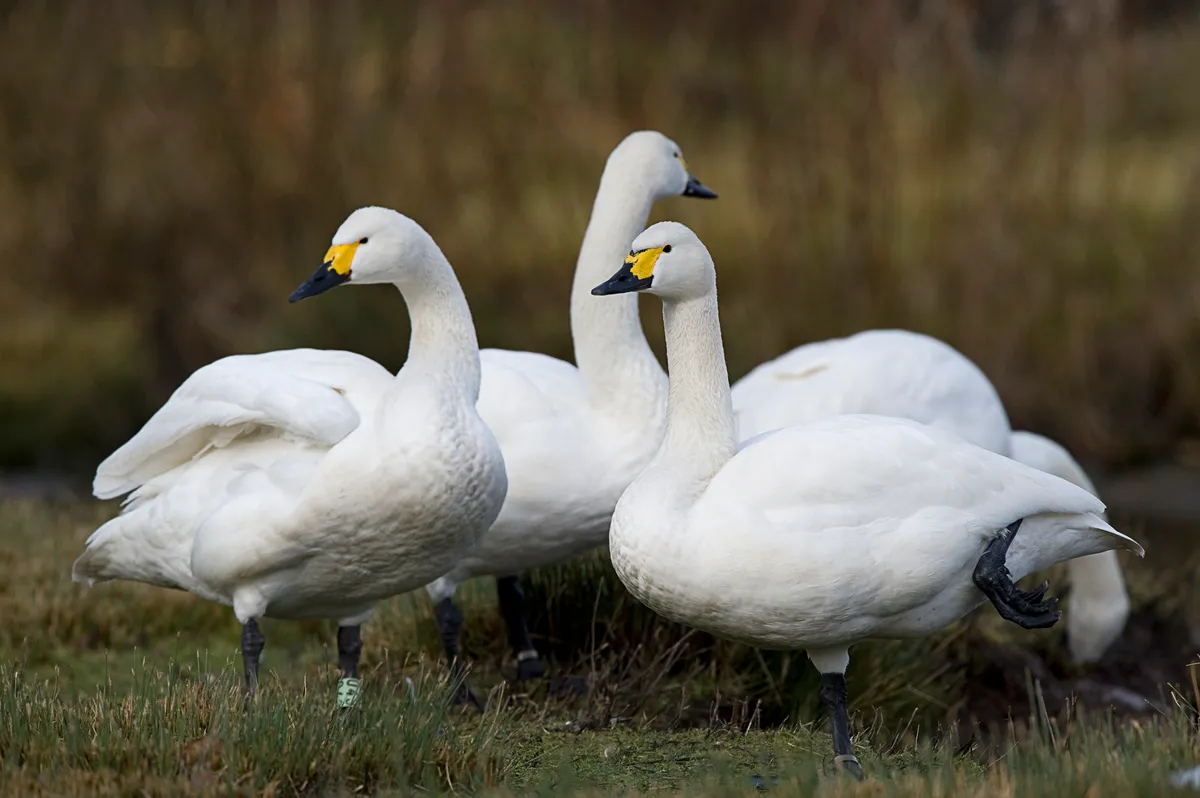 Three Bewick's swans standing on grass