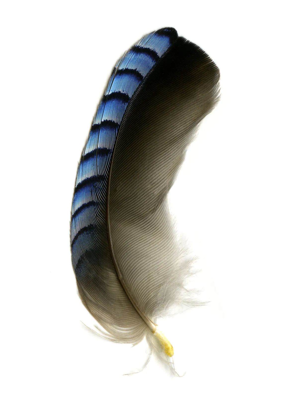 Jay feather that is half black-grey and half blue and white striped