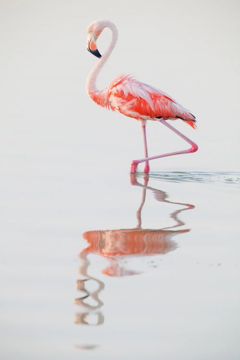 Caribbean flamingo by Claudio Contreras Koob