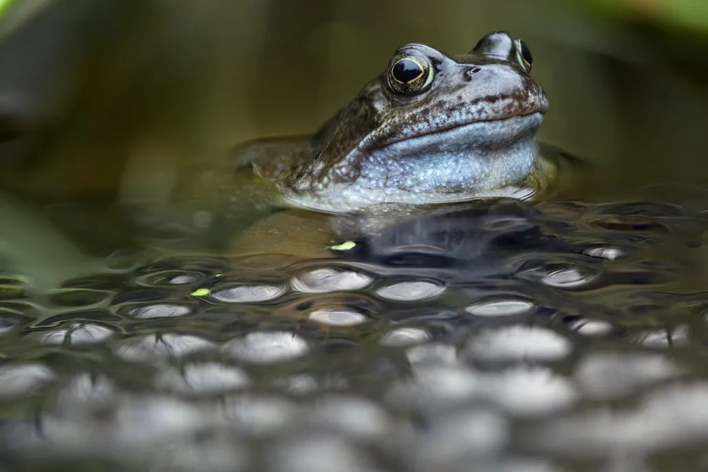 How to rear froglets from frogspawn - Discover Wildlife