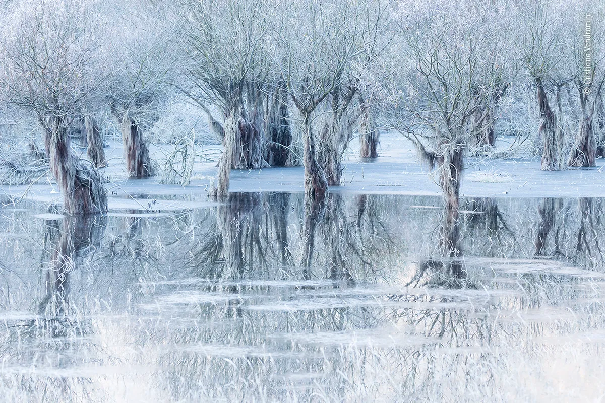 Snow-covered willow trees emerge from a frozen lake. The ice below reflects the branches.