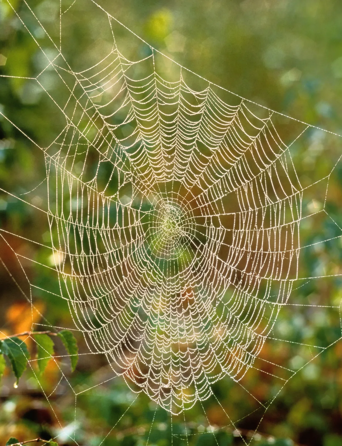Several spiders spin webs using spider silk, a protein polymer which is very strong and elastic. Web building can be extremely complex, with the inclusion of several types of strand including sticky, and scaffolding threads./© Getty