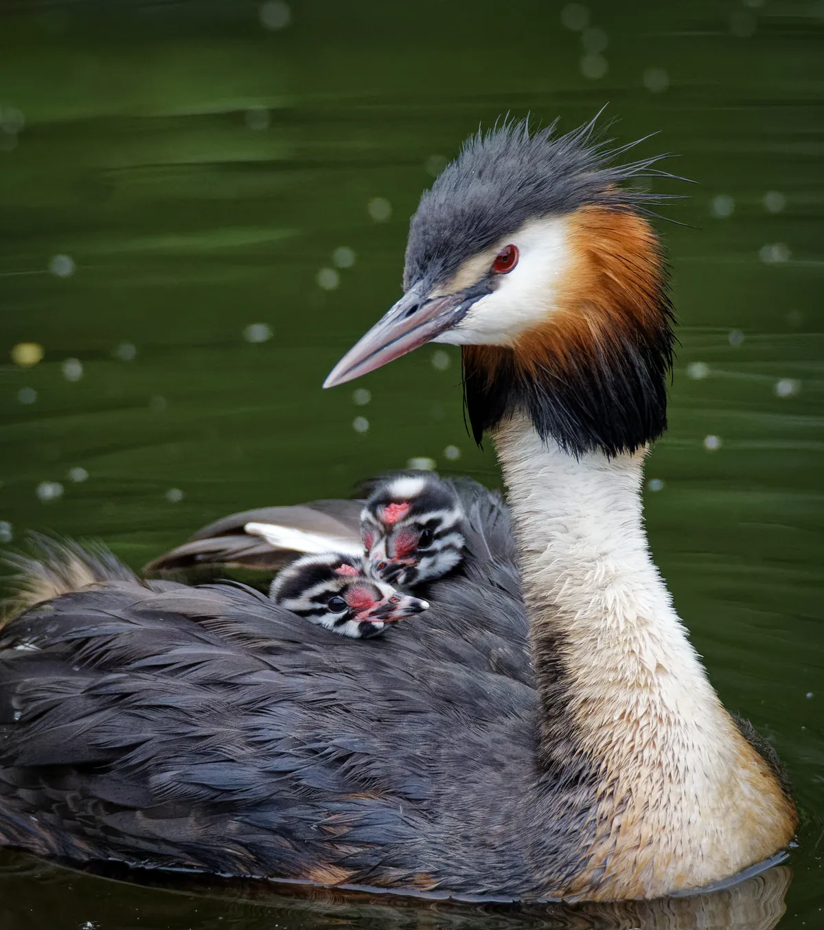 The heads of two young black and white chicks poke out from between the wings of an adult great crested grebe.