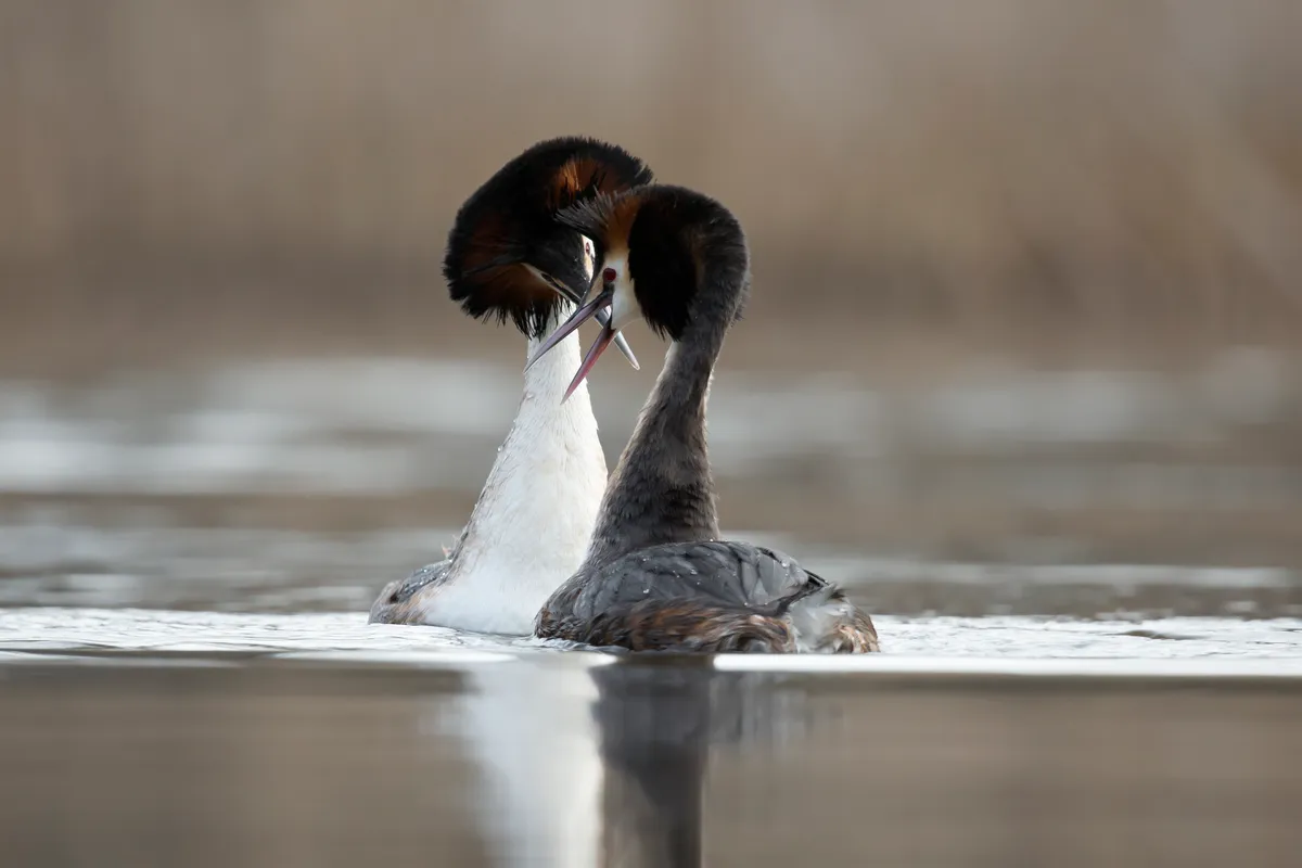 Two adult great crested grebes on water facing each other, both with their heads dipped.