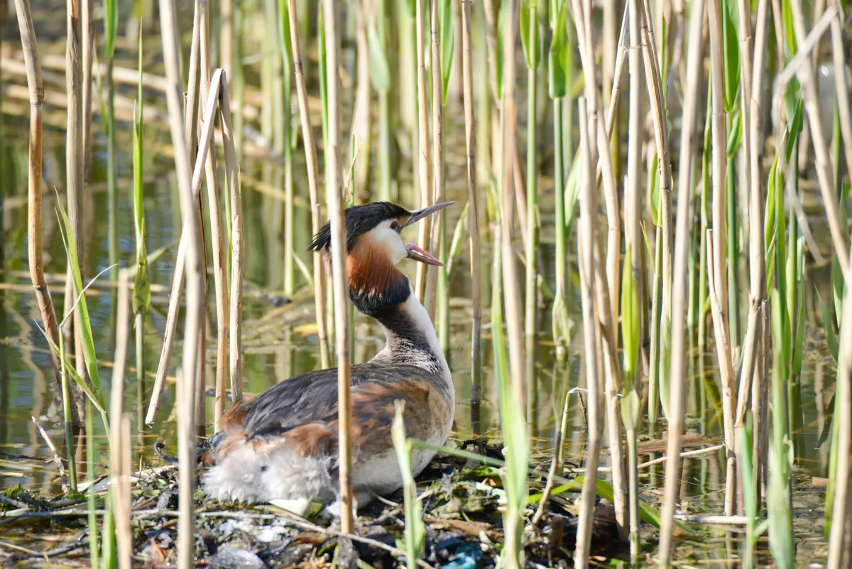 An adult great crested grebe on its nest, amongst vegetation.