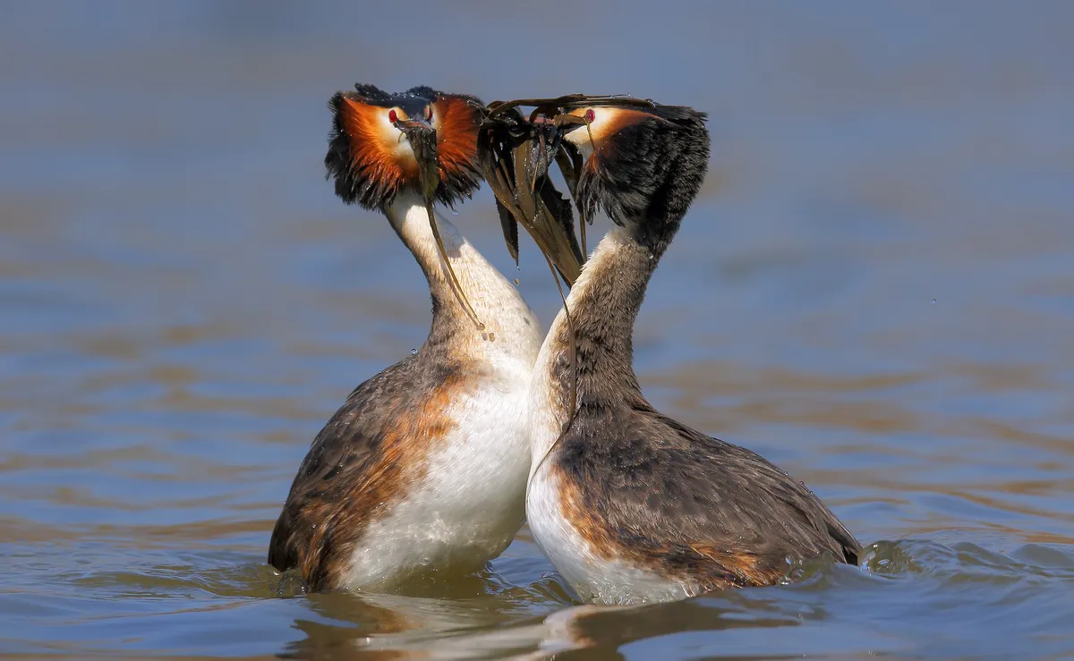 A pair of great crested grebes doing the weed ceremony. © Alexander Potapov/500px/Getty