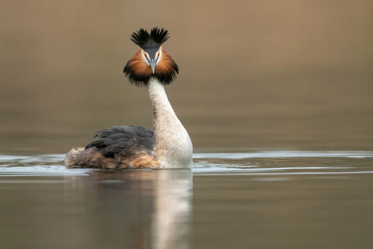 An adult great crested grebe swimming on water, looking towards the camera, in its breeding plumage.