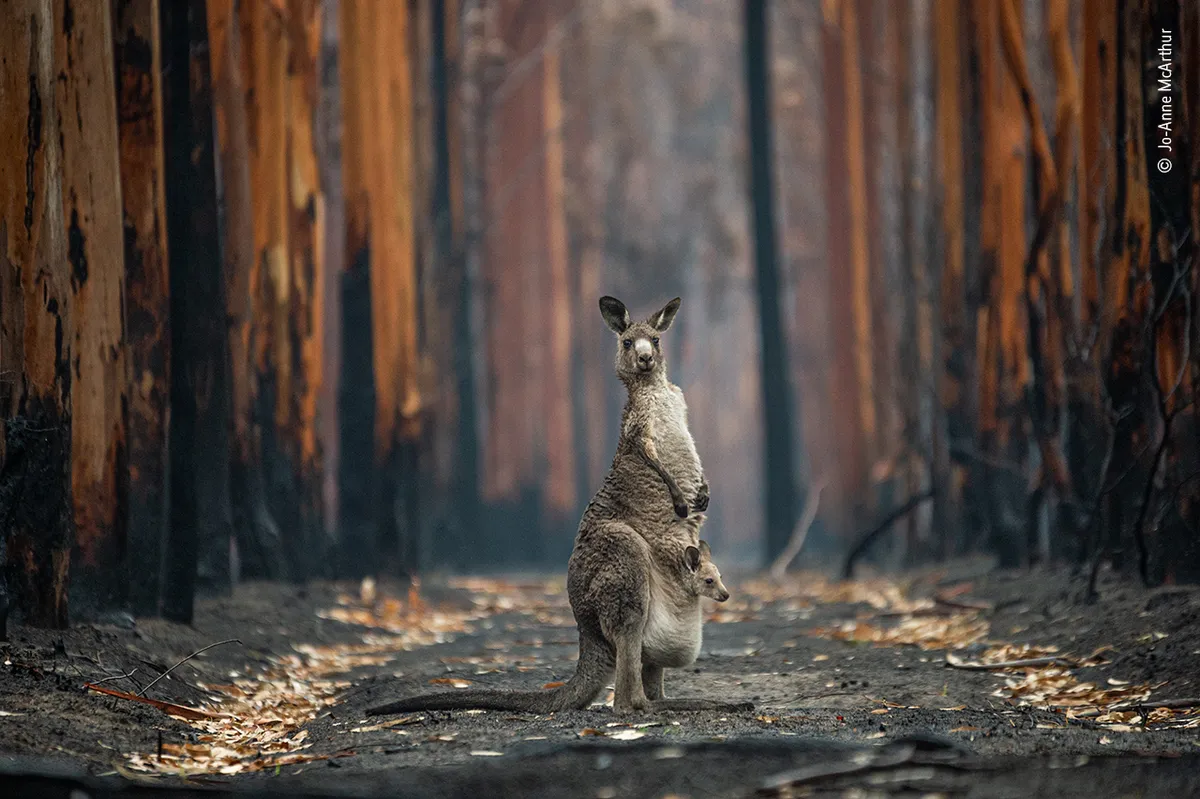 A kangaroo, with a joey in her pouch, looks at the camera, standing between rows of burnt eucalyptus trees.