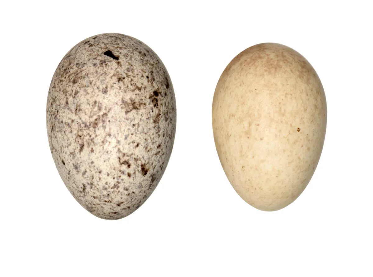 Cuckoo (Cuculus canorus) egg (left) and host robin egg (right)./ © Alamy