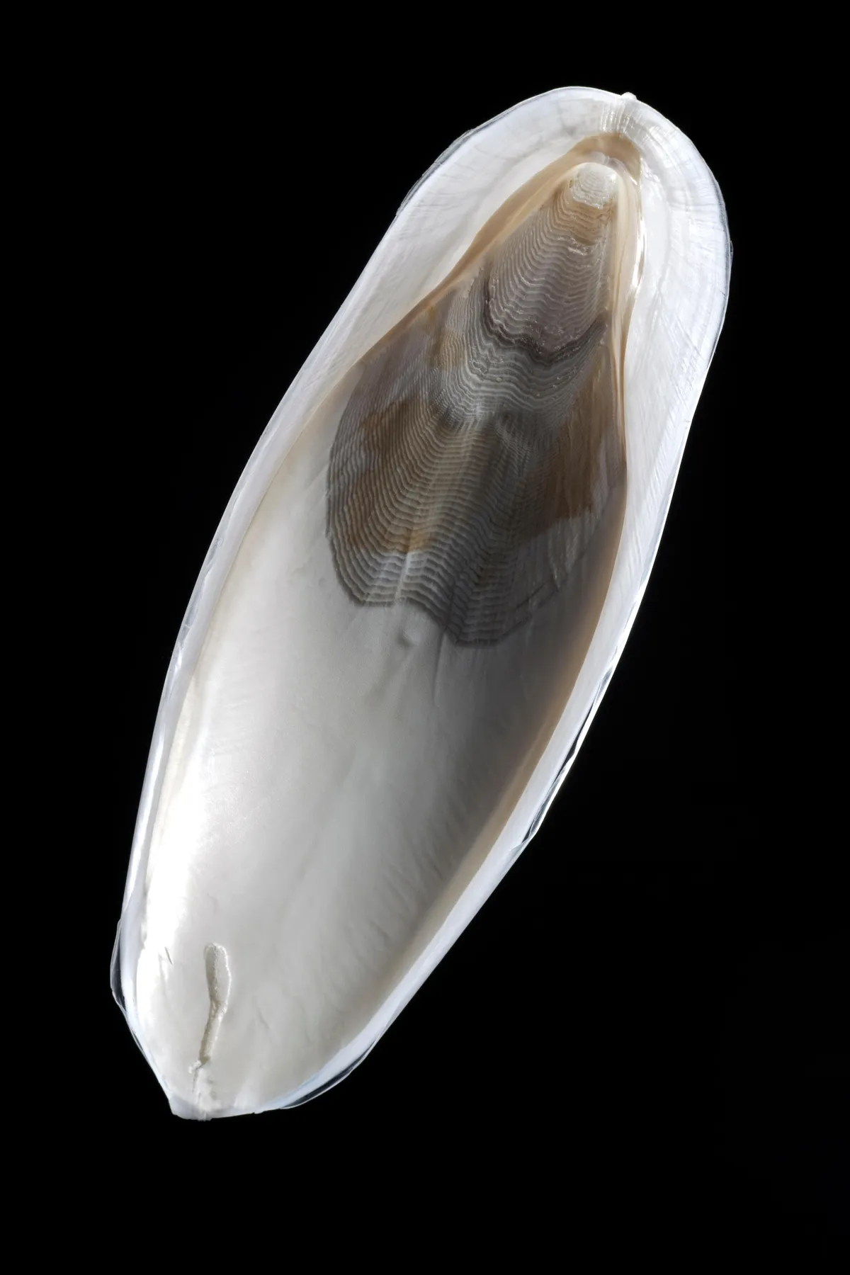 A cuttlebone from the cuttlefish Sepia officinalis caught in the English Channel Dorset UK photographed on a black background./© Alamy