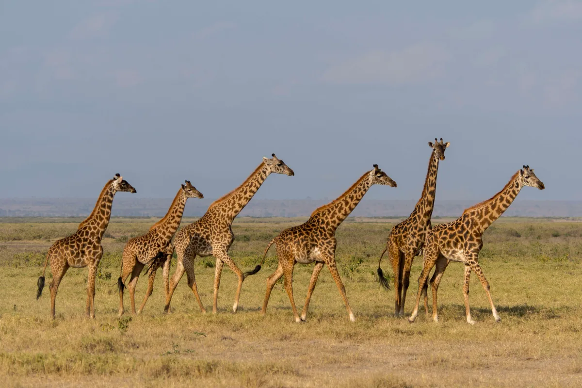 Why do giraffes have long necks? - Discover Wildlife