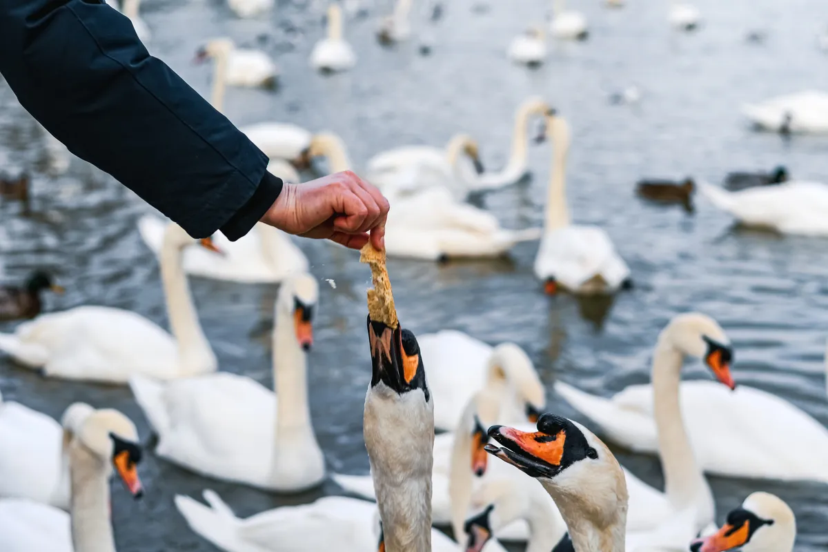 Close-up of a hand holding a crust of bread that a mute swan is holding the other end of with its beak.