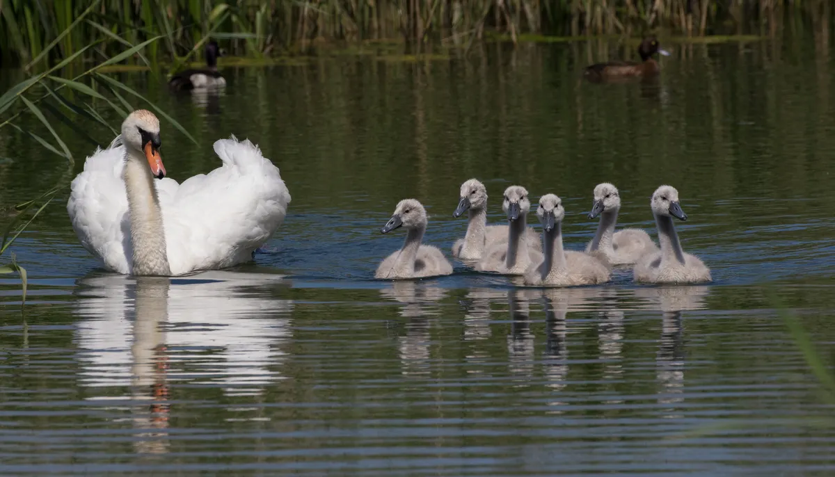 A mute swan swimming on a lake with six cygnets, in front of two ducks and some reeds.