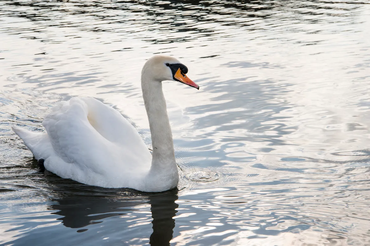A mute swan swims on a lake, holding its wings up slightly over its back.