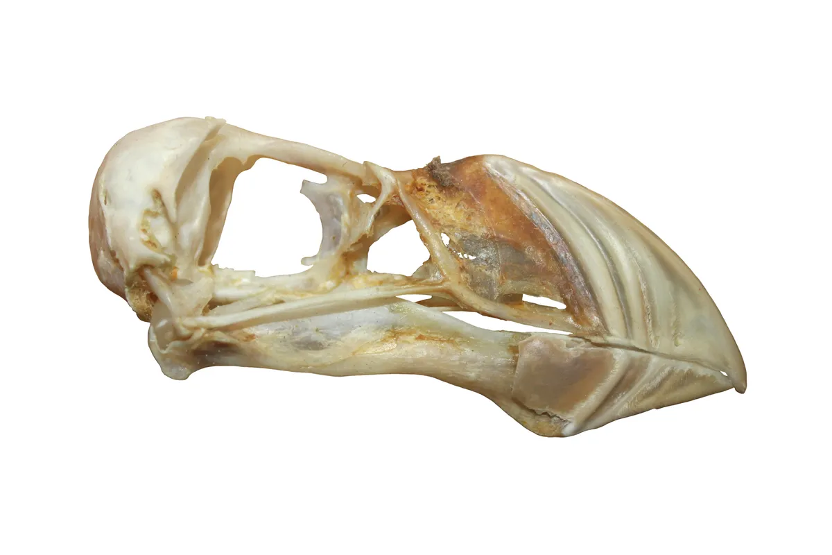 Atlantic Puffin (Fratercula arctica) skull./ © Alamy
