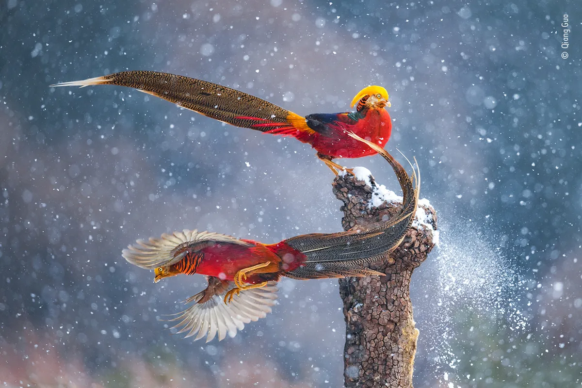 Two male golden pheasants, with mainly red bodies, gold heads, and long tails, on a tree stump, surrounded by falling snow.