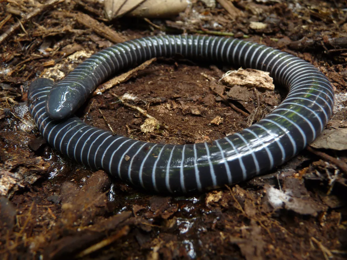 Ringed caecilian (Siphonops annulatus).