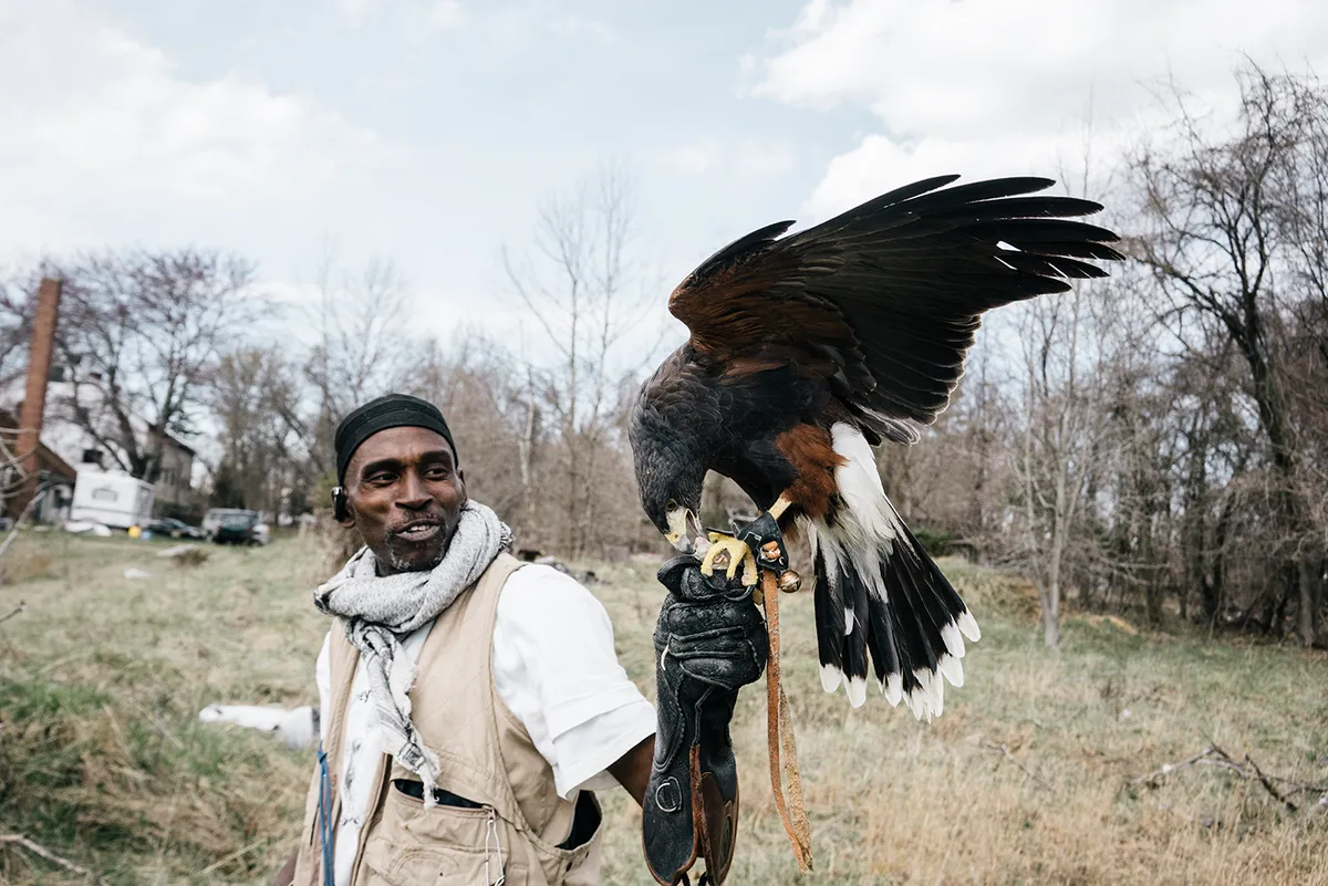 Rodney in a field with a female Harris hawk perched on his gloved hand. She is eating a mouse, held between her talons.