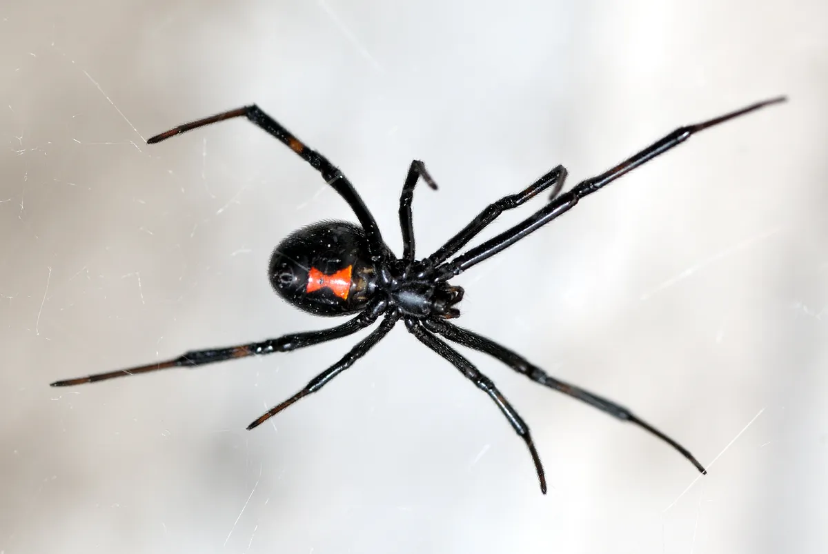 Southern black widow spider on web. © spotwin/Getty