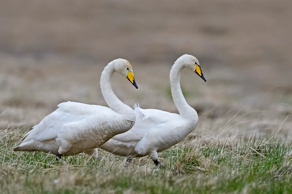 A pair of whooper swans amongst grass.