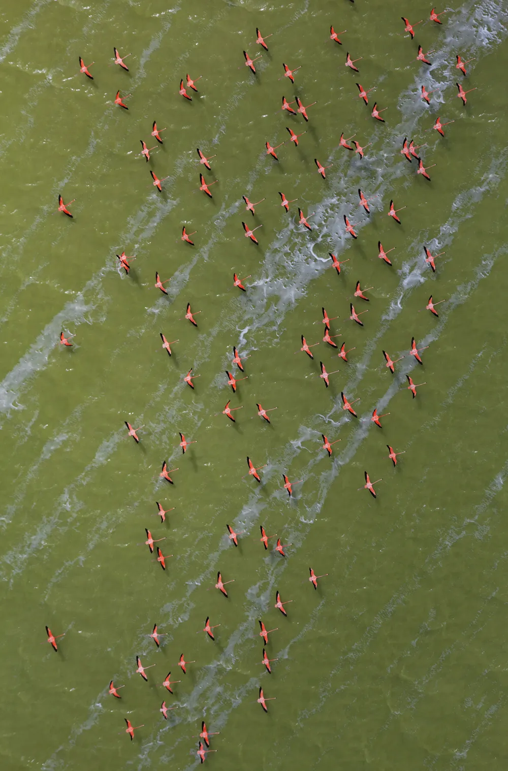 Aerial view of Caribbean flamingos