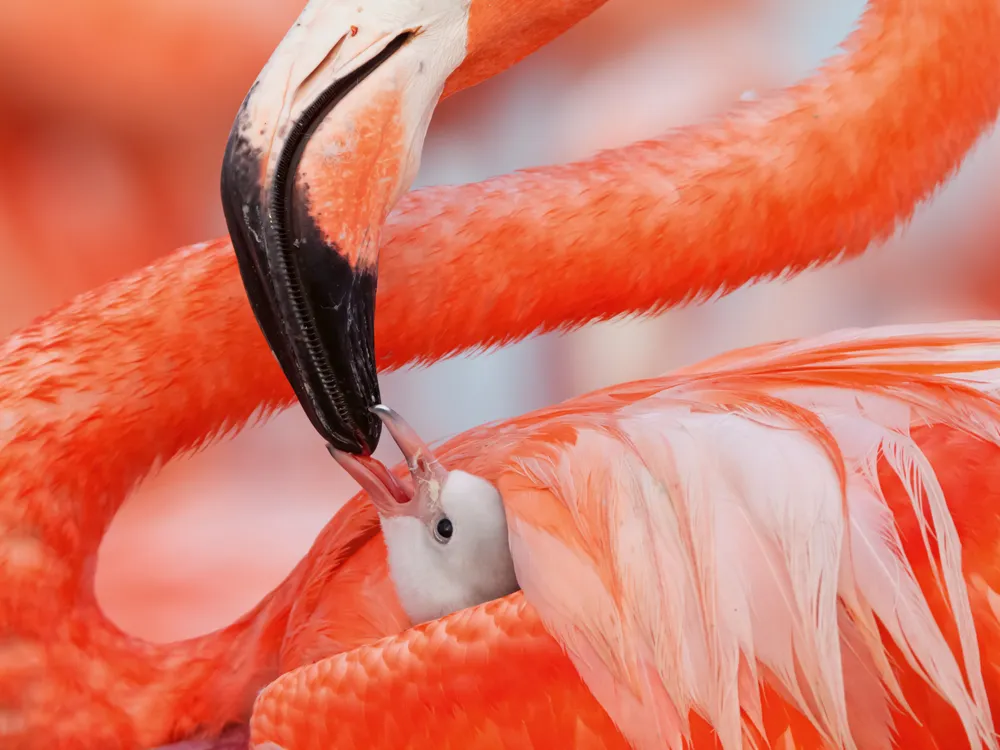 Caribbean flamingo feeding crop milk to chick