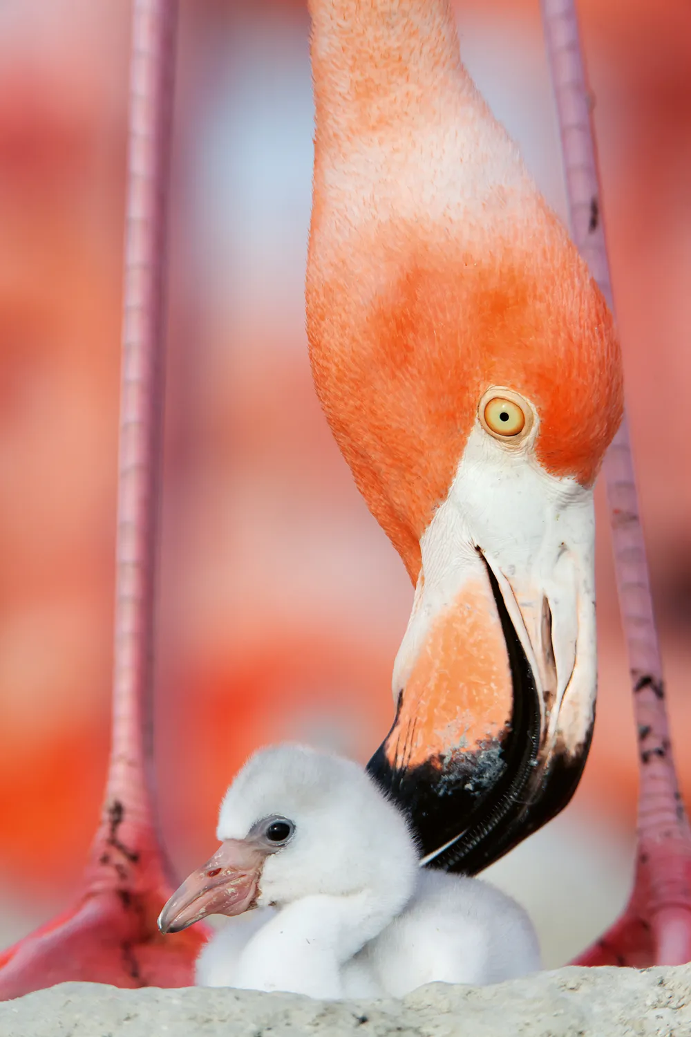Caribbean Flamingo preening chick