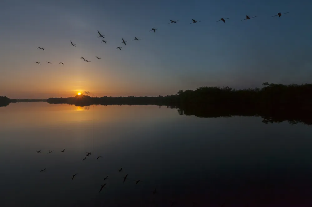 Caribbean flamingo flying at dawn