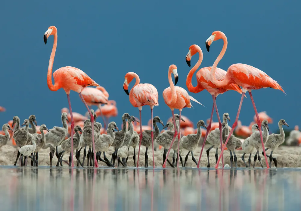 Caribbean flamingo adults guarding chick
