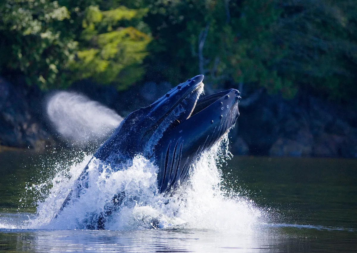 Humpback whale (Megaptera novaeangliae) lunge feeding in Barkley Sound, exhaling mid-lunge. Vancouver Island, Canada. © Matt Maran/naturepl.com